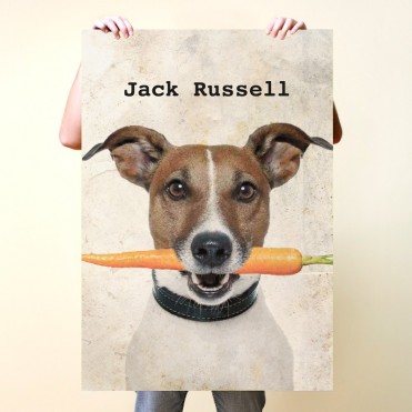 Jack Russell con zanahoria